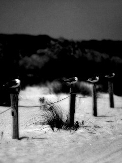 Птички на столбиках обои