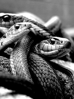 Клубок змей обои
