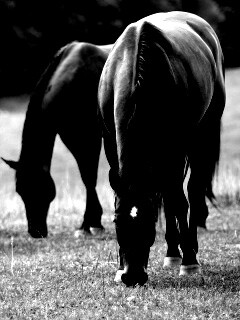 Время пощипать травку обои