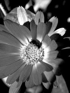 Оса на цветке обои