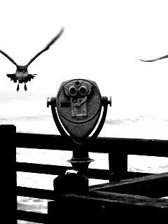 Чайки на перилах пирса обои