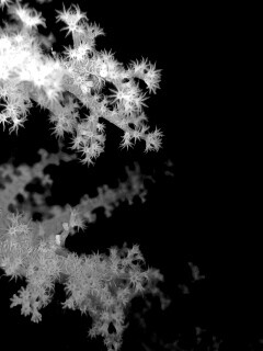 Кораллы обои