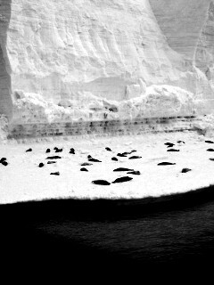 Лежбище тюленей обои