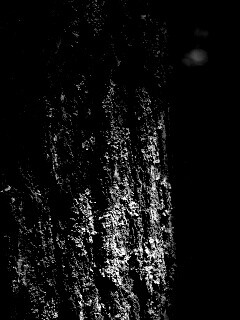 Ствол дерева обои