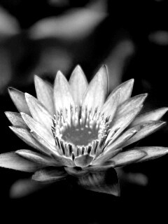 Фиолетовый цветок обои