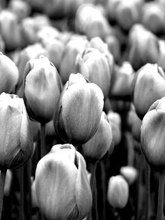 Море розовых тюльпанов обои