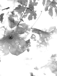 Цветочное настроение обои