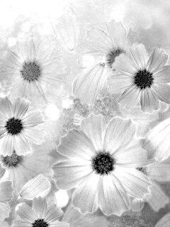 Цветочки обои