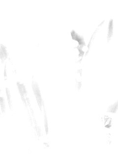 Белые лепестки обои