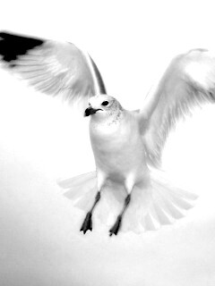 Гордая белая птица обои