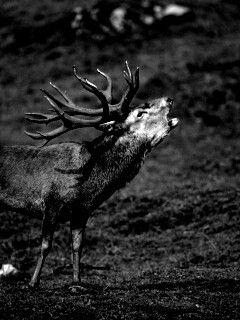 Лось зовёт сородичей обои