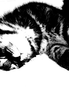 Довольный кот обои