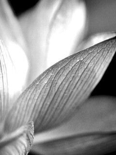 Лепестки цветов обои