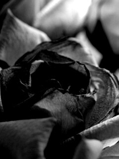 Увядающая роза обои