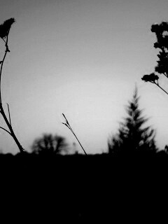 Вечерний луг обои