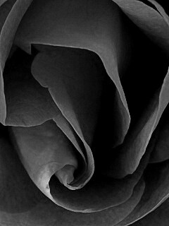 Макро фотка бутона обои