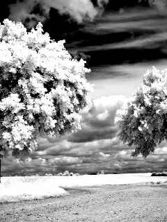 Деревья в цвету обои