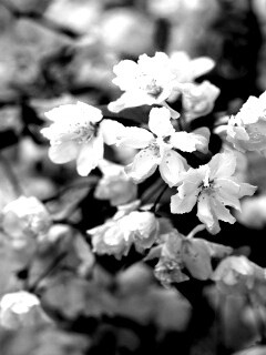 Весенние цветы обои