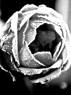 Роза в иние обои