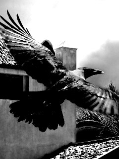 Полёт ворона обои