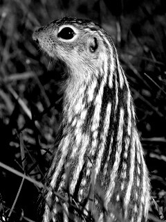 Сурок в стойке обои