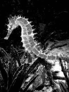 Морской конек обои