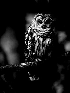 Сова на ветке обои