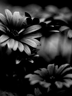 Яркие фиолетовые цветы обои