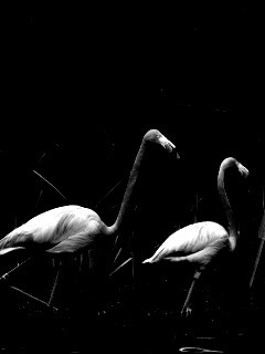 Красивые розовые фламинго на озере обои