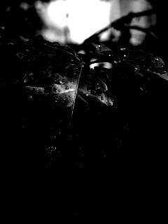 Сочные листья дуба обои