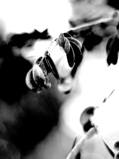 Фиолетовые листья обои