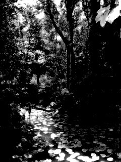 Пруд в лесу обои