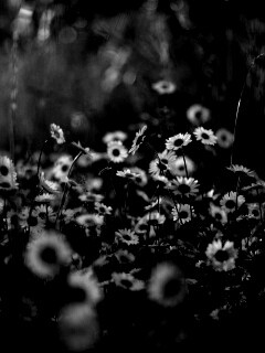 Поле ромашек обои