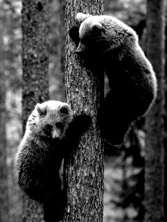 Медвежата обои