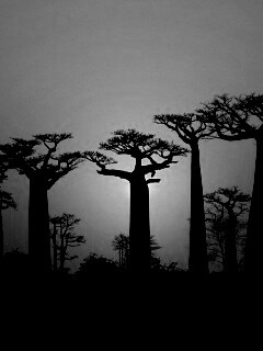 Баобабы на закате обои