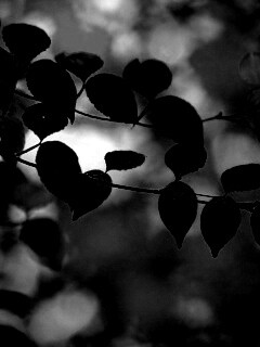 Ветка яркой зелени обои