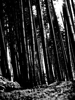 Заросли бамбука обои