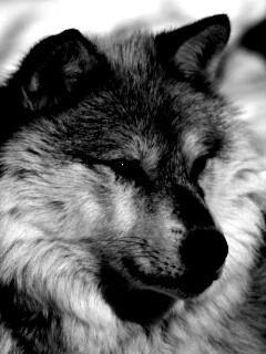 Лайка на снегу обои