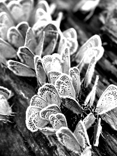 Голубые бабочки обои