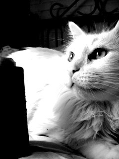 Белый кот с катушкой ниток обои