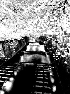 Река и цветение сакуры обои