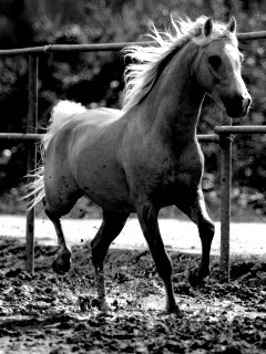 Молодая лошадь в загоне обои