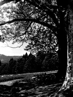 Лето в деревне обои