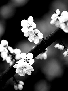 Ветка сакуры обои