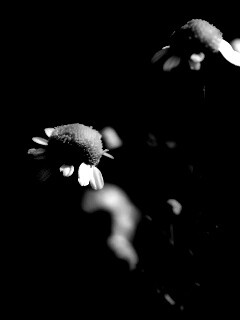 Стремный лепестун обои