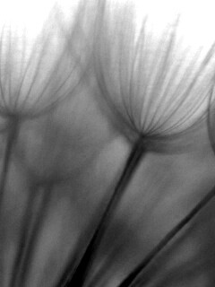 Рисунок одуванчика обои