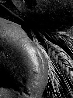 Свежие булочки обои