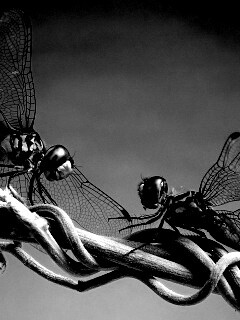 Две стрекозы обои