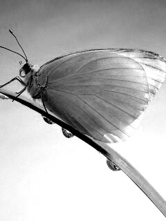 Жёлтая бабочка на стебельке обои