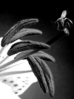 Трудолюбивая пчела на прекрасном цветке обои